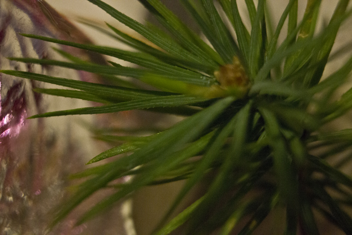 Pine Sprout